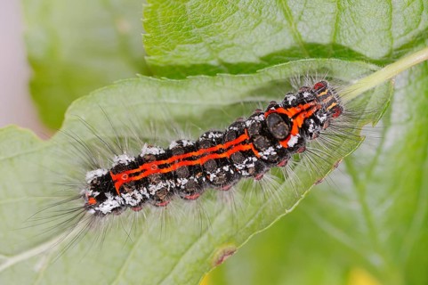 Caterpillar