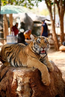 Tiger Temple or Wat Pa Luangta Bua