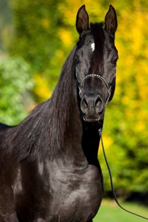 Arabian Thoroughbred Horse wearing a show halter