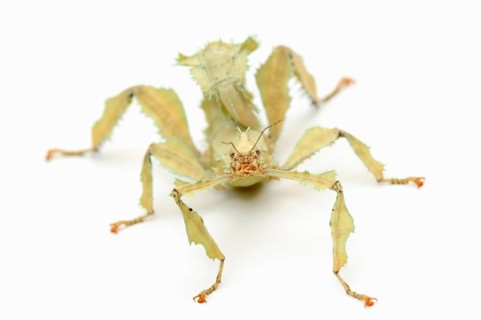 Giant Prickly Stick Insect (Extatosoma tiaratum)