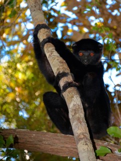 Perrier's sifaka (Propithecus perrieri)