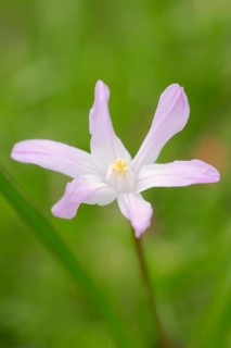 Lucile's Glory-of-the-snow (Chionodoxa luciliae)