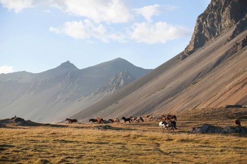 A herd of feral Icelandic horses