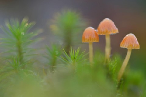 Fluffy-haired Conocybe (Conocybe digitalina)