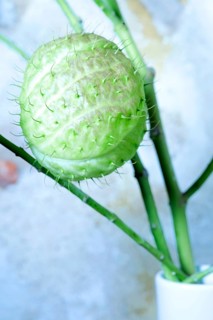 Balloon plant (Gomphocarpus physocarpus) in vase