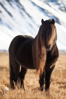 Icelandic Horse