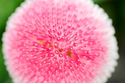 Lawn daisy (Bellis perennis)