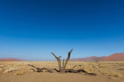 Dead tree in the Tsauchab Valley