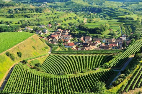 View of the vineyards and Oberbergen