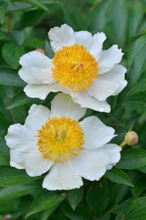 Peony (Paeonia hybrids 'Claire de Lune')