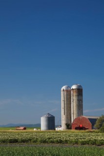 Barley and potato field with a farm building and two grain silos