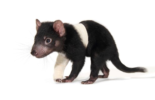 Tasmanian Devil (Sarcophilus harrisii)
