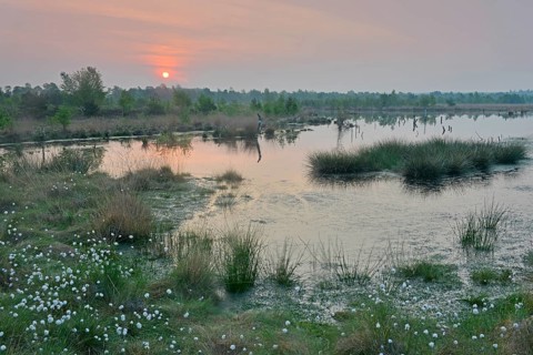 Sunrise in the Hahnenmoor nature reserve