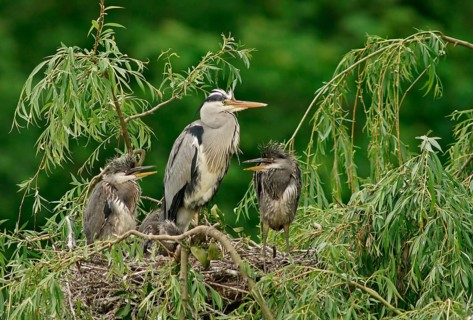 Grey Heron (Ardea cinerea) with chicks at nest