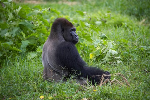 Western Lowland Gorilla (Gorilla gorilla gorilla) in reintroduction enclosure