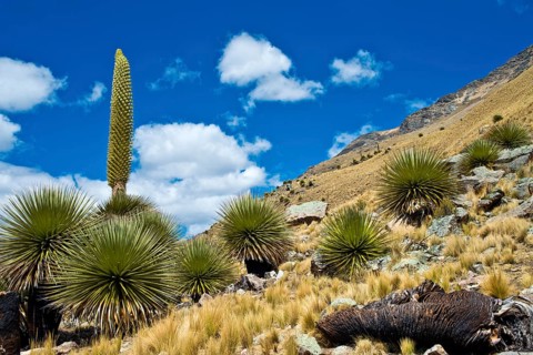 Queen of the Andes (Puya raimondii)