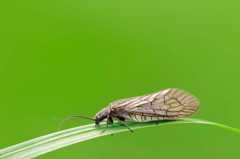 Alder Fly (Sialis lutaria)
