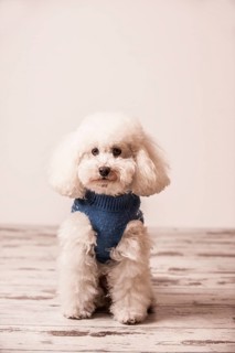Toy poodle wearing a sweater