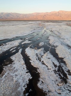 Salt marshes in the morning