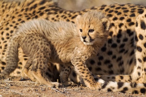 Cheetah (Acinonyx jubatus)