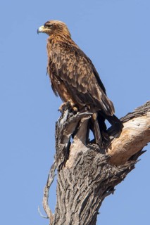 Tawny eagle (Aquila rapax)