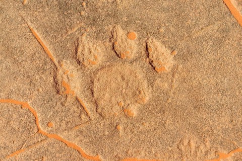 Rock engraving of a lion track