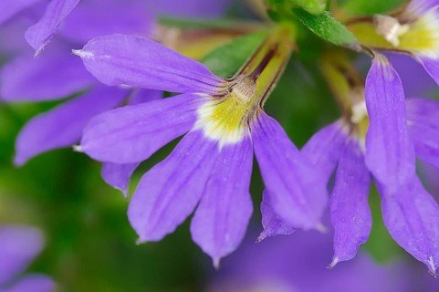 Fairy Fan-Flower or Common Fan-Flower (Scaevola aemula)