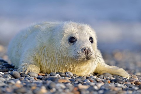 Grey Seal (Halichoerus grypus)