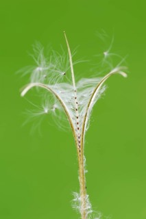 Smallflower Hairy Willowherb (Epilobium parviflorum)
