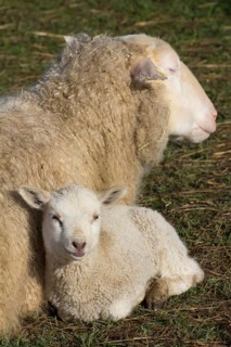 Domestic sheep (Ovis orientalis aries) and lamb