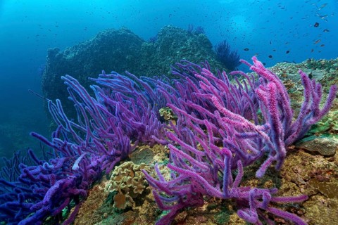 Red sea whips (Ellisella sp.) on a coral reef