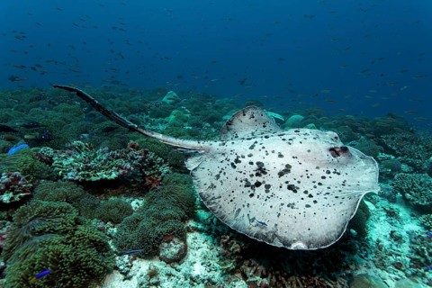 Round Ribbontail Ray (Taeniura meyeni) swimming over a coral reef with Magnificent Sea Anemone or Ritteri Anemone (Heteractis magnifica)