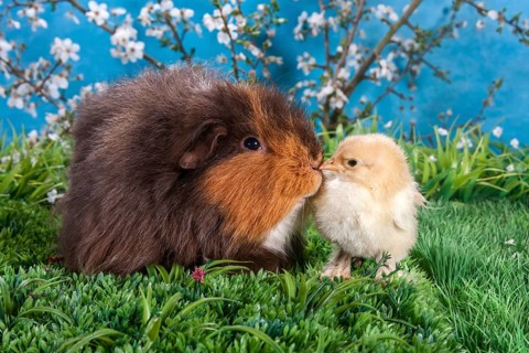 Swiss Teddy guinea pig and Brahma chick