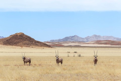 Three Gemsboks (Oryx gazella) standing in grassland