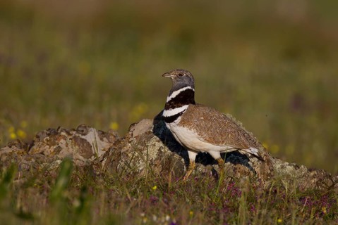 Little Bustard (Tetrax tetrax)