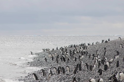Adelie Penguins (Pygoscelis adeliae)