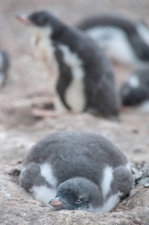 Gentoo Penguin (Pygoscelis papua) chick in the nest
