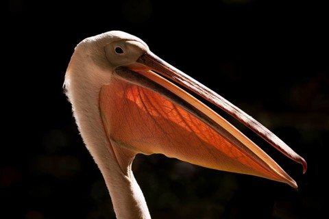 Great White Pelican (Pelecanus onocrotalus)