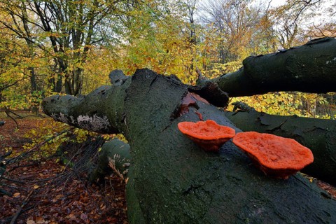 Cinnabar Polypore or Red Polypore (Pycnoporus cinnabarinus)