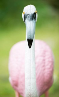 Pink flamingo garden ornament