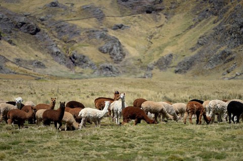 Llama herd on a high pasture in the Andes