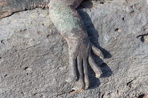 Sea Iguana or Galapagos Marine Iguana (Amblyrhynchus cristatus hassi)