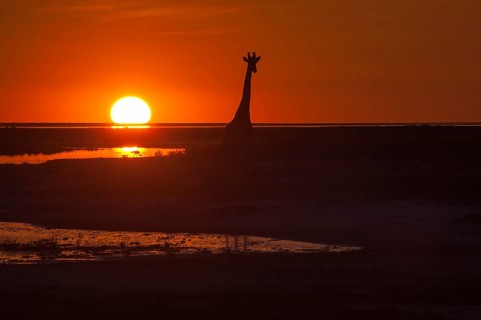 Giraffe (Giraffa camelopardalis) at sunset
