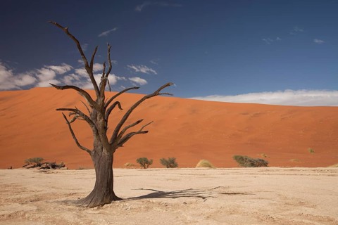 Dead tree in the Dead Vlei desert