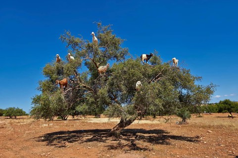 Goats feeding on argan nuts in an argan tree