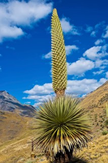 Queen of the Andes or Giant Bromeliad (Puya raimondii)