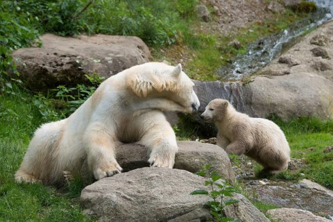 Polar Bears (Ursus maritimus) female Giovanna playing with her cub