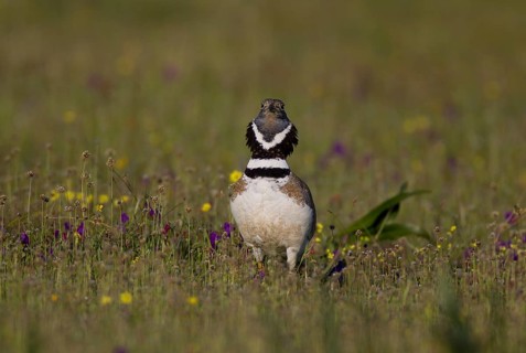 Little Bustard (Tetrax tetrax)