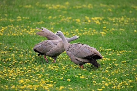 Cape Barren goose (Cereopsis novaehollandiae)