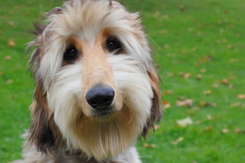 Portrait of a young Afghan Hound